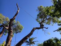 Treemendous Tree Care image 1